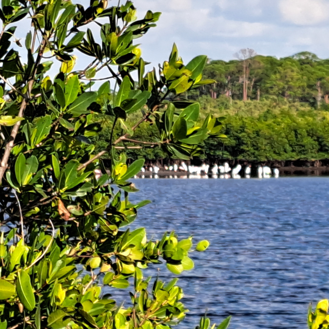 florida 19