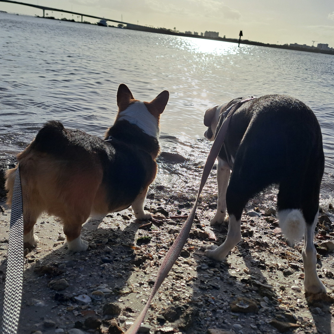 florida 33